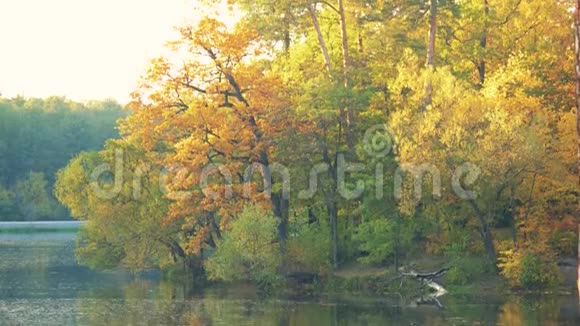 美丽的秋林近湖视频的预览图