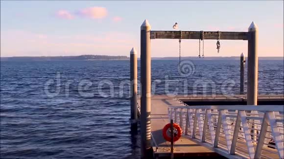 船坞上的海鸥视频的预览图