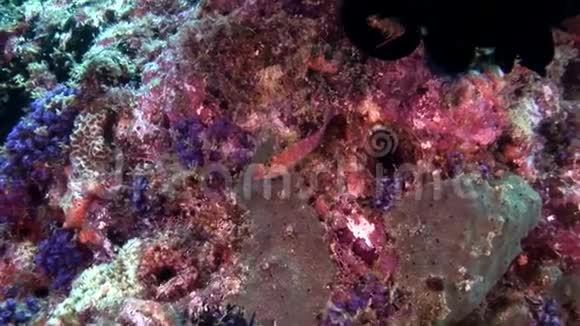 马尔代夫海底多种颜色珊瑚中的鱼类视频的预览图