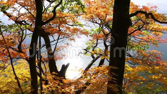 在奥努马池塘的秋天美丽的观叶视频的预览图