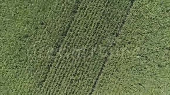 秋天准备收割的直排玉米鸟瞰农业景观视频的预览图