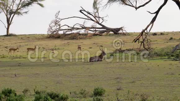 羚羊科布斯和斯普林博克在非洲草原的绿色草地上休息视频的预览图