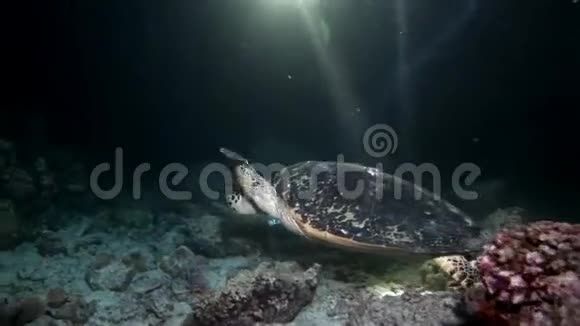 海龟宏观视频特写和潜水员在干净的海底水下视频的预览图