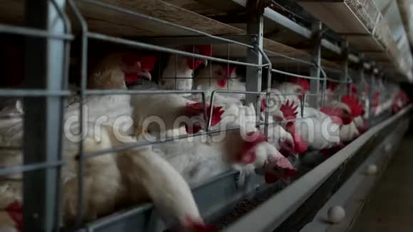 养鸡的家禽养殖场鸡蛋经过运输工厂农场视频的预览图