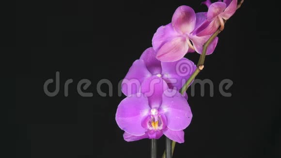 美丽绽放的紫兰花时尚的黑色背景视频的预览图