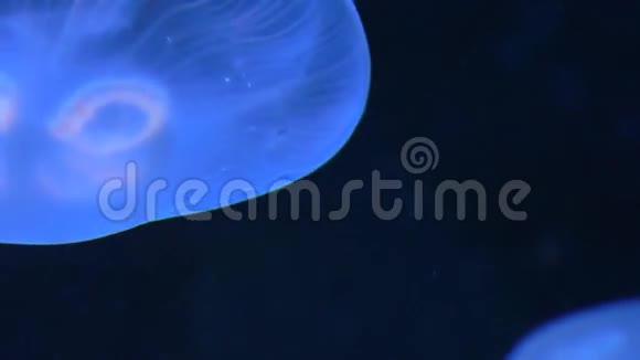 放松一下水母运动缓慢视频的预览图