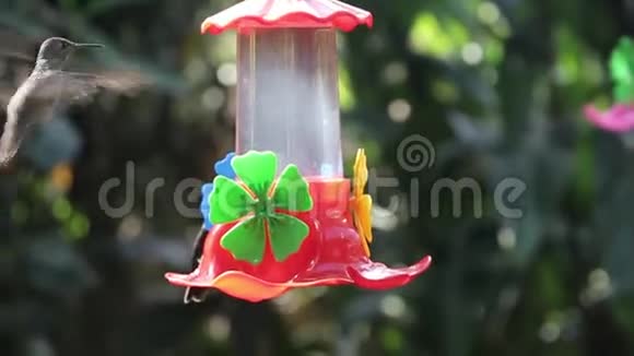 蜂鸟飞舞饮水视频的预览图