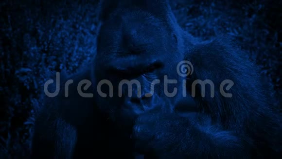 银背大猩猩晚上吃植物视频的预览图