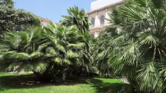 公共公园的棕榈树和绿草修剪整齐的草坪后面有欧洲建筑视频的预览图