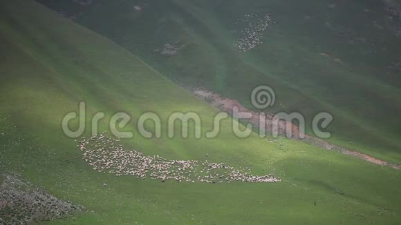 在美丽的山地草地上放羊视频的预览图