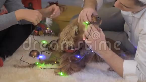 有趣的狗吃电动圣诞花环视频的预览图