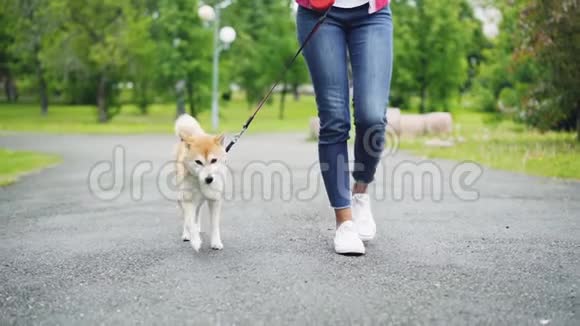 慢镜头低镜头的年轻女子穿着牛仔裤散步她可爱的小狗在城市公园道路绿色草坪和树木视频的预览图