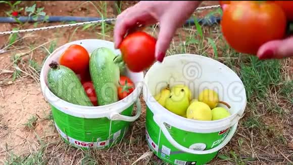 女园丁把水果和蔬菜放进篮子里视频的预览图