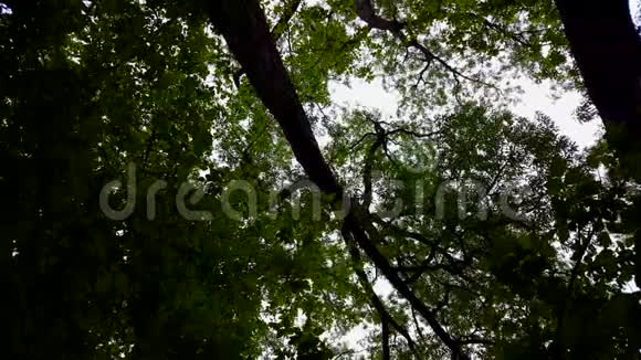 低角度的森林和蓝天与风吹林地树木和绿叶流动的上观视频的预览图