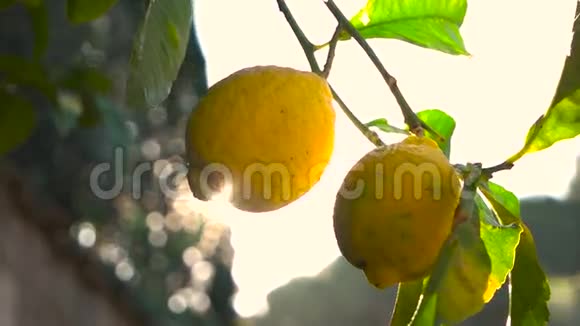 柠檬树和阳光视频的预览图