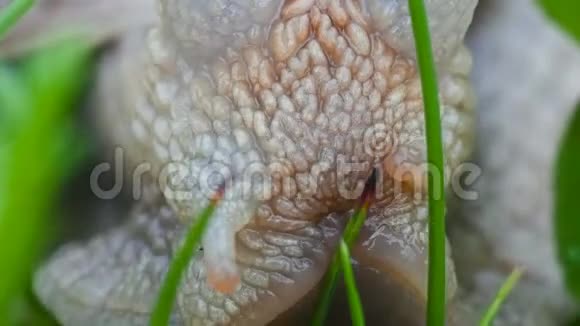 大蜗牛在树林里寻找食物额外的宏观螺旋视频的预览图