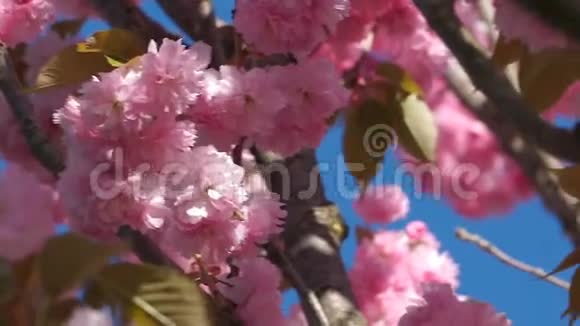 美丽的樱花在春天的时候越过蓝天视频的预览图