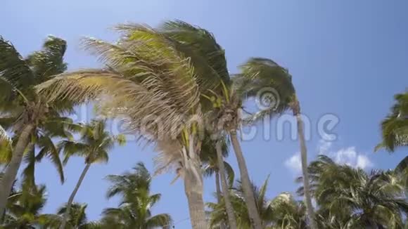 高大的绿色棕榈树在天空中摇摆4k视频的预览图