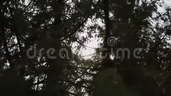 太阳阳光穿过云杉的嫩枝夏季太阳风无风天气视频的预览图