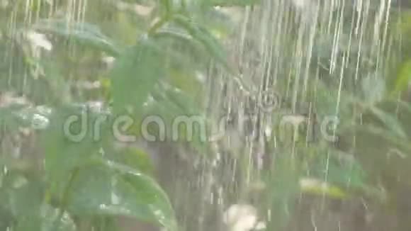 夏季大雨雨滴装饰布什雨喷视频的预览图