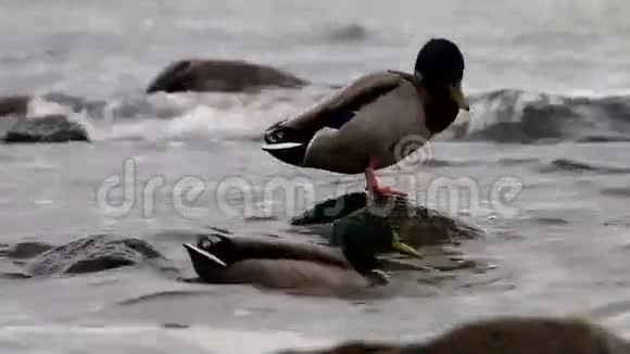 清理波罗的海野鸭德国加奥赫伦视频的预览图