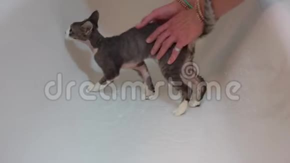 猫用手站在浴室里视频的预览图