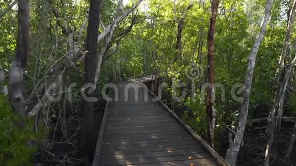 在澳大利亚森林里的木板路上走了很长一段路多莉在视频的预览图