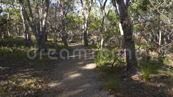 漫步在澳大利亚阿格尼斯沃特的澳大利亚森林多莉在镜头中视频的预览图