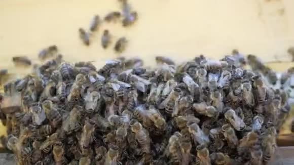 蜂房里有蜜蜂从植物的花蜜和花粉中收集蜂蜜视频的预览图