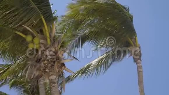 高大的绿色棕榈树在天空中摇摆4k视频的预览图
