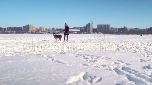 有趣的慢动作哈士奇狗和迷人的年轻女人跑过大雪走向相机视频的预览图
