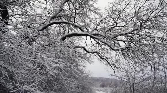 美丽的暴雪圣诞自然视频的预览图