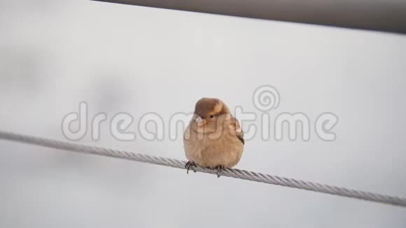 一只可爱的小麻雀坐在伸展的绳子上视频的预览图
