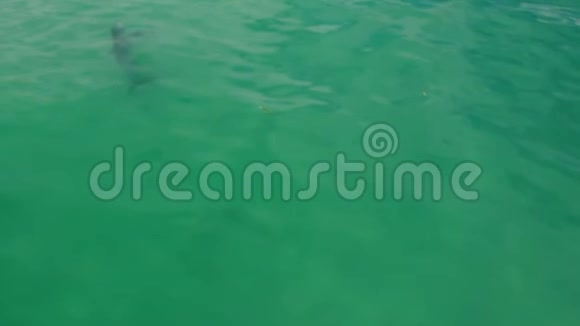 海豚跳出水面视频的预览图