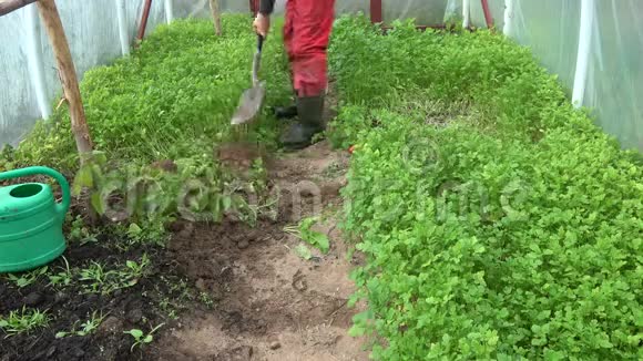 园艺工人在温室里挖土埋绿肥芥末植物视频的预览图