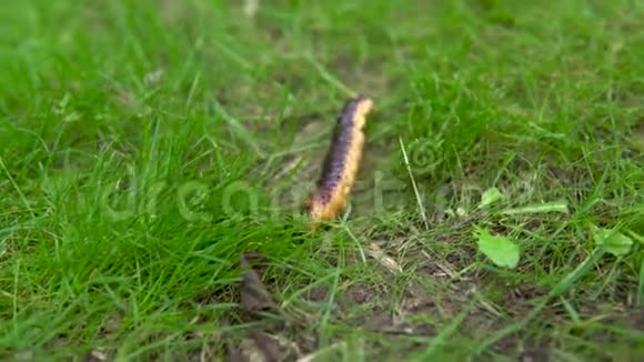 一只大毛毛虫在草地上爬行视频的预览图