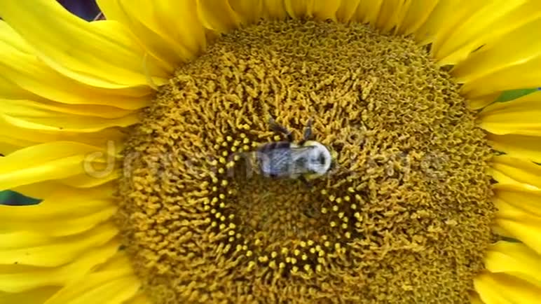 美丽的蜜蜂采蜜从明亮和显示黄色的葵花头视频的预览图