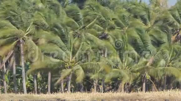 果园里的椰子树被风刮坏了视频的预览图