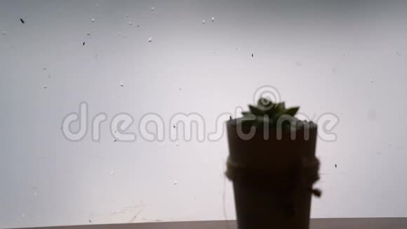 在潮湿寒冷的天气里当虫子在雾蒙蒙的玻璃镜子上漫游时水滴滴落下来视频的预览图