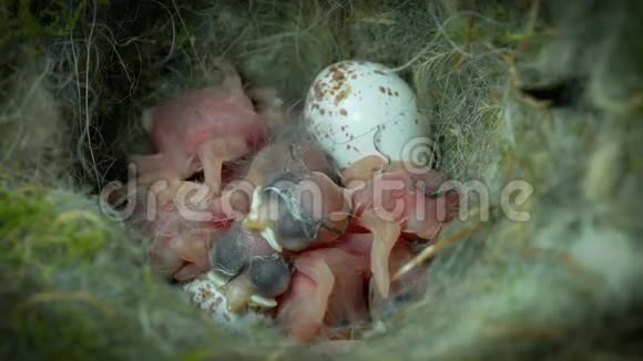 沉睡的雏鸡孵化日视频的预览图