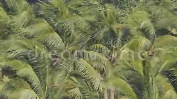 果园里的椰子树被风刮坏了视频的预览图