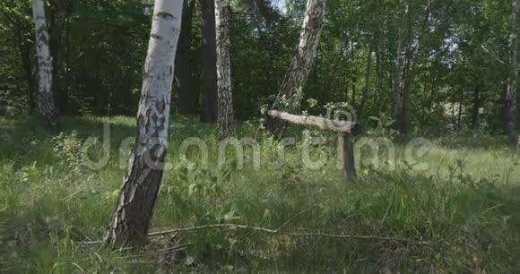4K在美丽的森林中沿着一组桦树在草地上降落视频的预览图