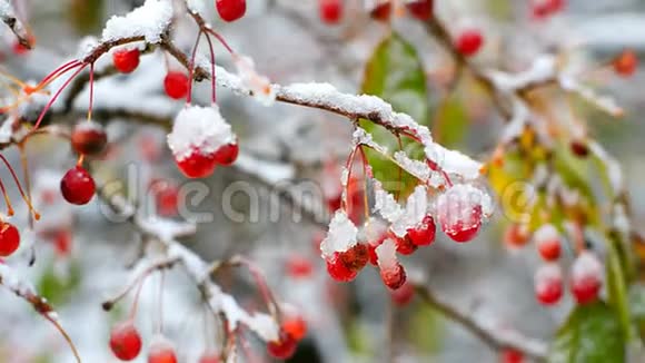 神奇的罗旺树浆果覆盖着冰雪视频的预览图