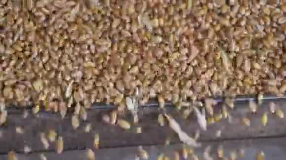 农机收割工业现场谷物视频的预览图