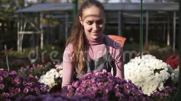 花房里的年轻女子检查一壶菊花穿着围裙的迷人的微笑女花店视频的预览图