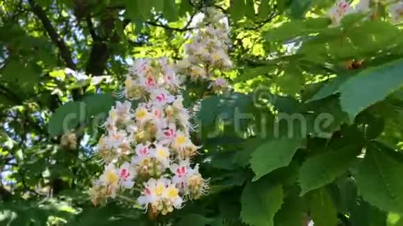 栗子的花树枝颜色洁白它的花在风中摆动视频的预览图