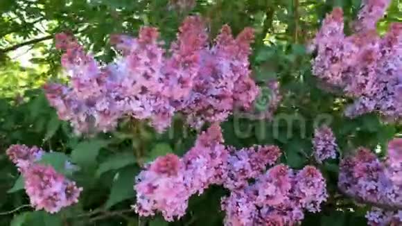 花树枝生紫丁香颜色浅紫它的花在风中摆动视频的预览图