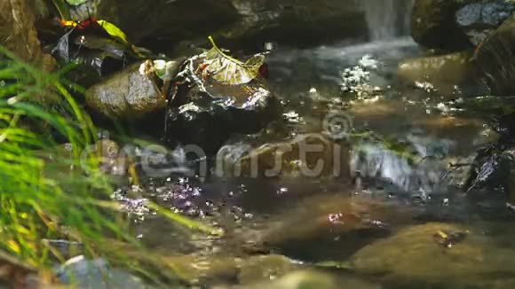 森林的溪流从石底流过阳光阳光在水中反射闪耀视频的预览图