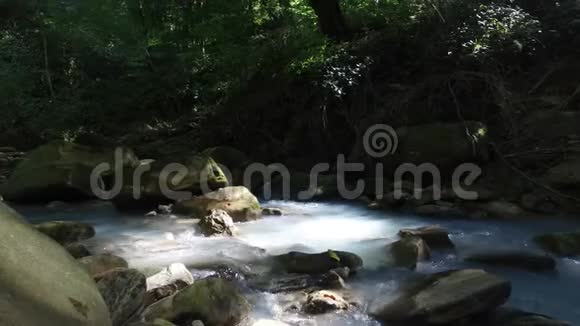 森林河流背景视频的预览图