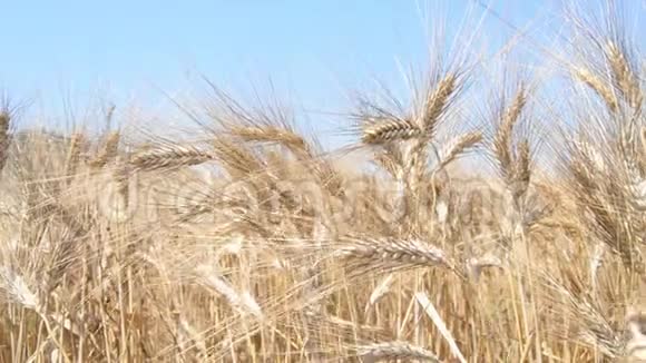 有成熟小麦的田野有紧密的穗状花序视频的预览图